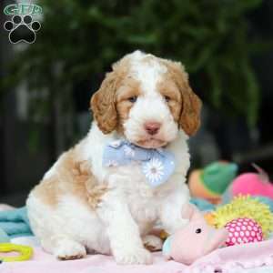 Benji, Mini Goldendoodle Puppy